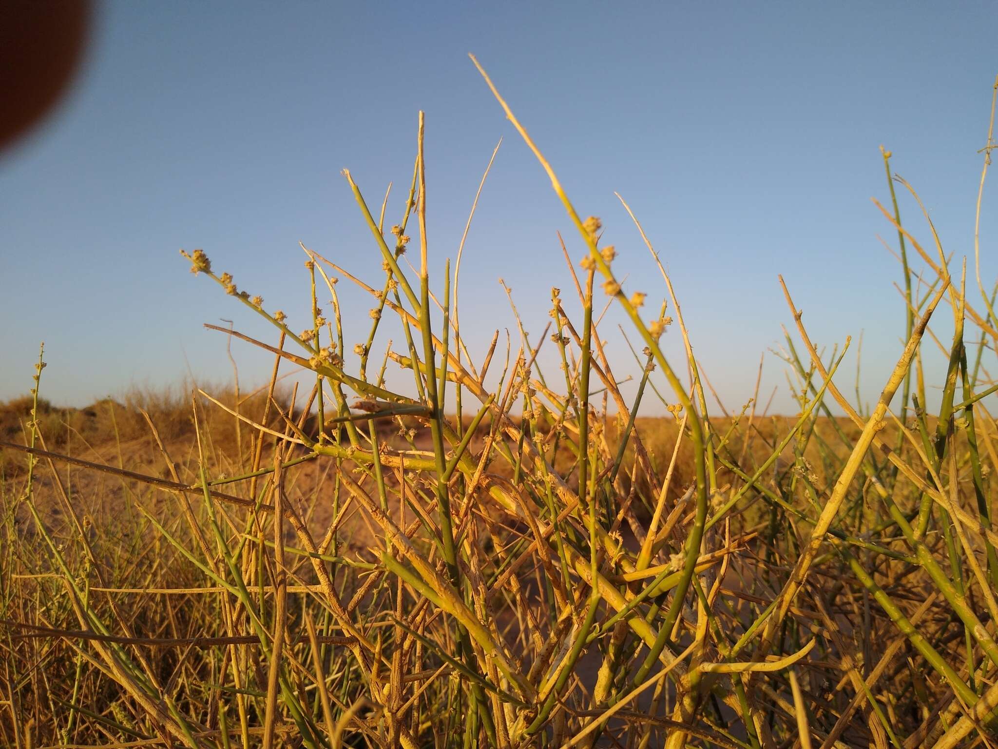 Image of Randonia africana Coss.