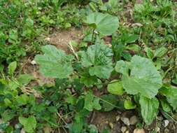 Image of low mallow