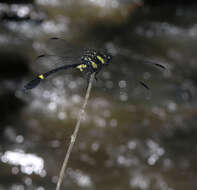 Imagem de Gomphidictinus perakensis (Laidlaw 1902)