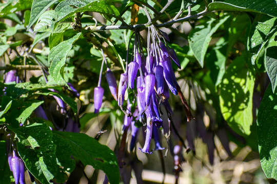 Image of Iochroma calycina Benth.