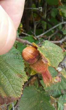 Image of Corylus cornuta subsp. californica (A. DC.) A. E. Murray