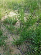 Image of rat-tail grass