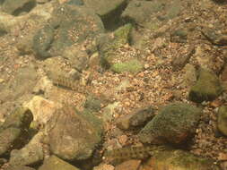 Image of Snubnose Darter