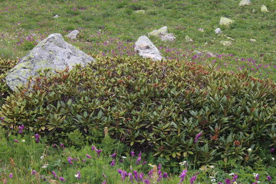 صورة Rhododendron caucasicum Pall.