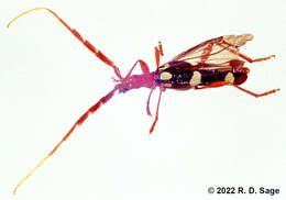 Image of Achenoderus octomaculatus (Fairmaire & Germain 1861)