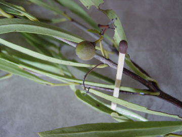 Image of Euclea sekhukhuniensis Retief, S. J. Siebert & A. E. van Wyk