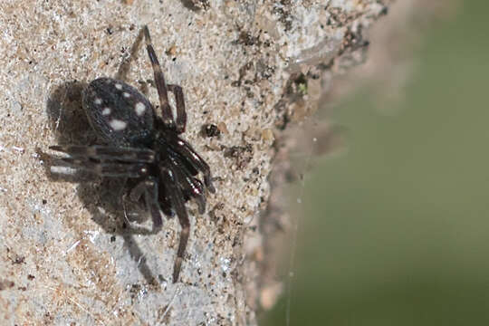 Nurscia albomaculata (Lucas 1846)的圖片