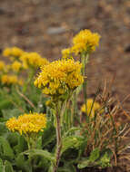 Image of Solidago simplex var. nana (A. Gray) G. S. Ringius