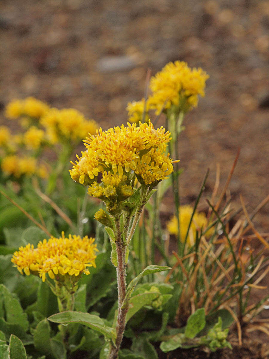 Image of Solidago simplex var. nana (A. Gray) G. S. Ringius