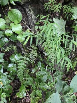 Image of Tennessee bladderfern