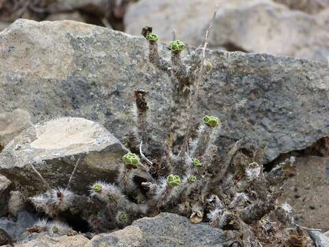 Image of Aeonium smithii (Sims) Webb & Berth.