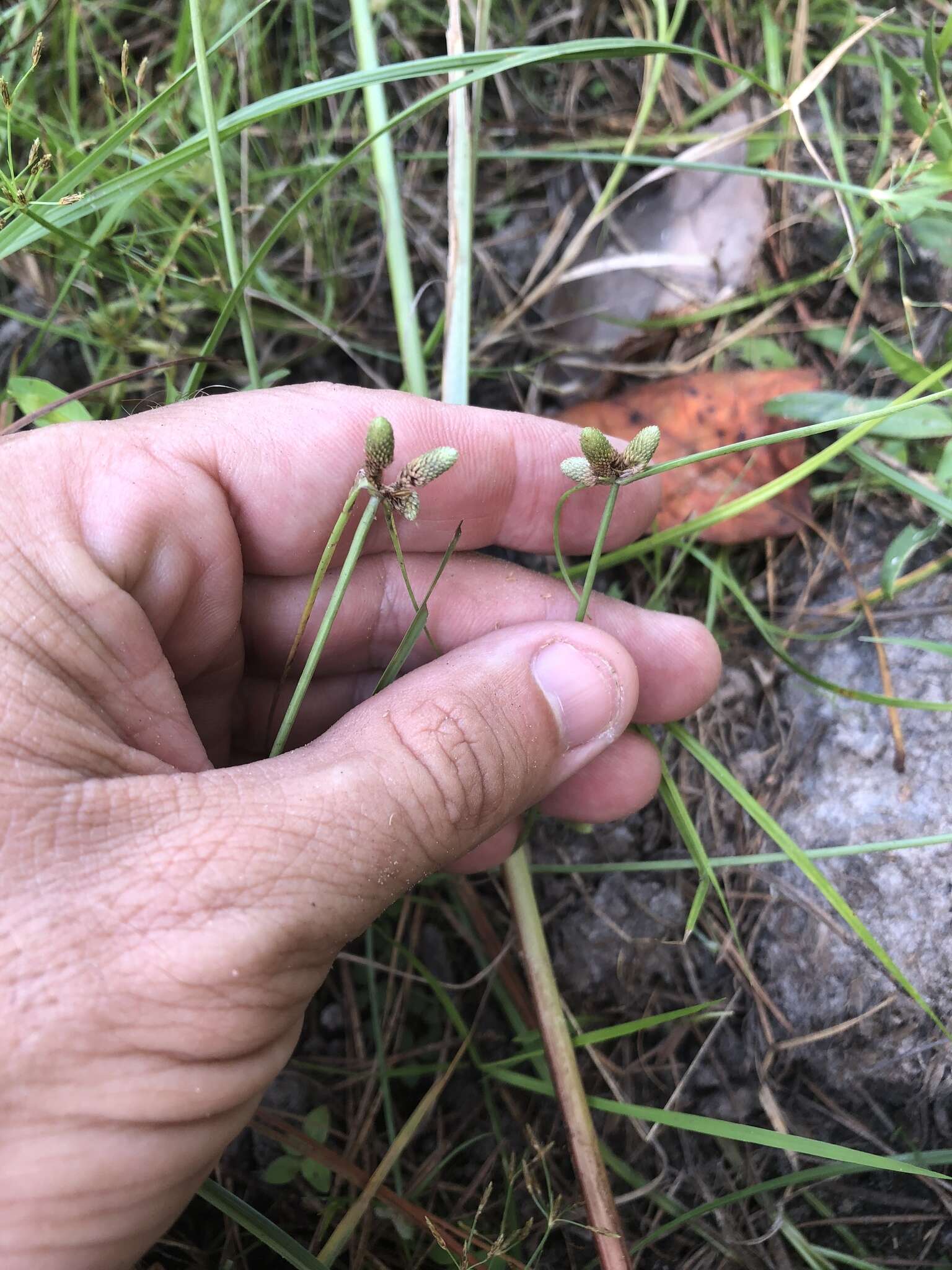 Image of American Halfchaff Sedge