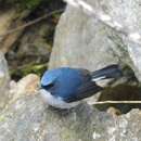 Image de Ficedula tricolor tricolor (Hodgson 1845)