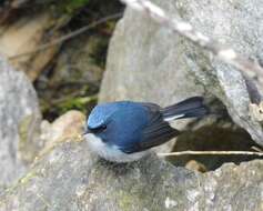 Image of Ficedula tricolor tricolor (Hodgson 1845)