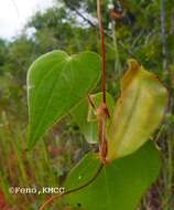 Слика од Dioscorea pteropoda Boivin ex H. Perrier