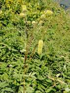 Imagem de Sanguisorba alpina Bunge