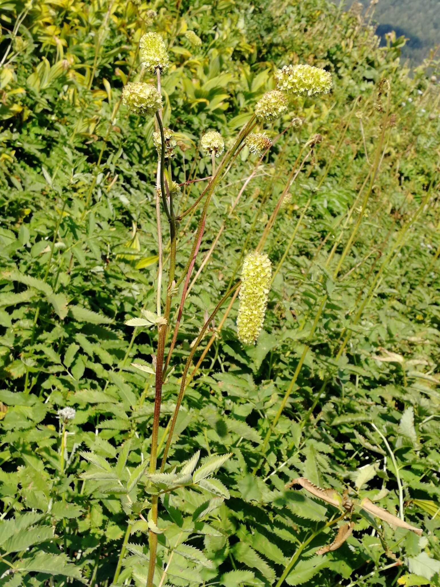 Imagem de Sanguisorba alpina Bunge