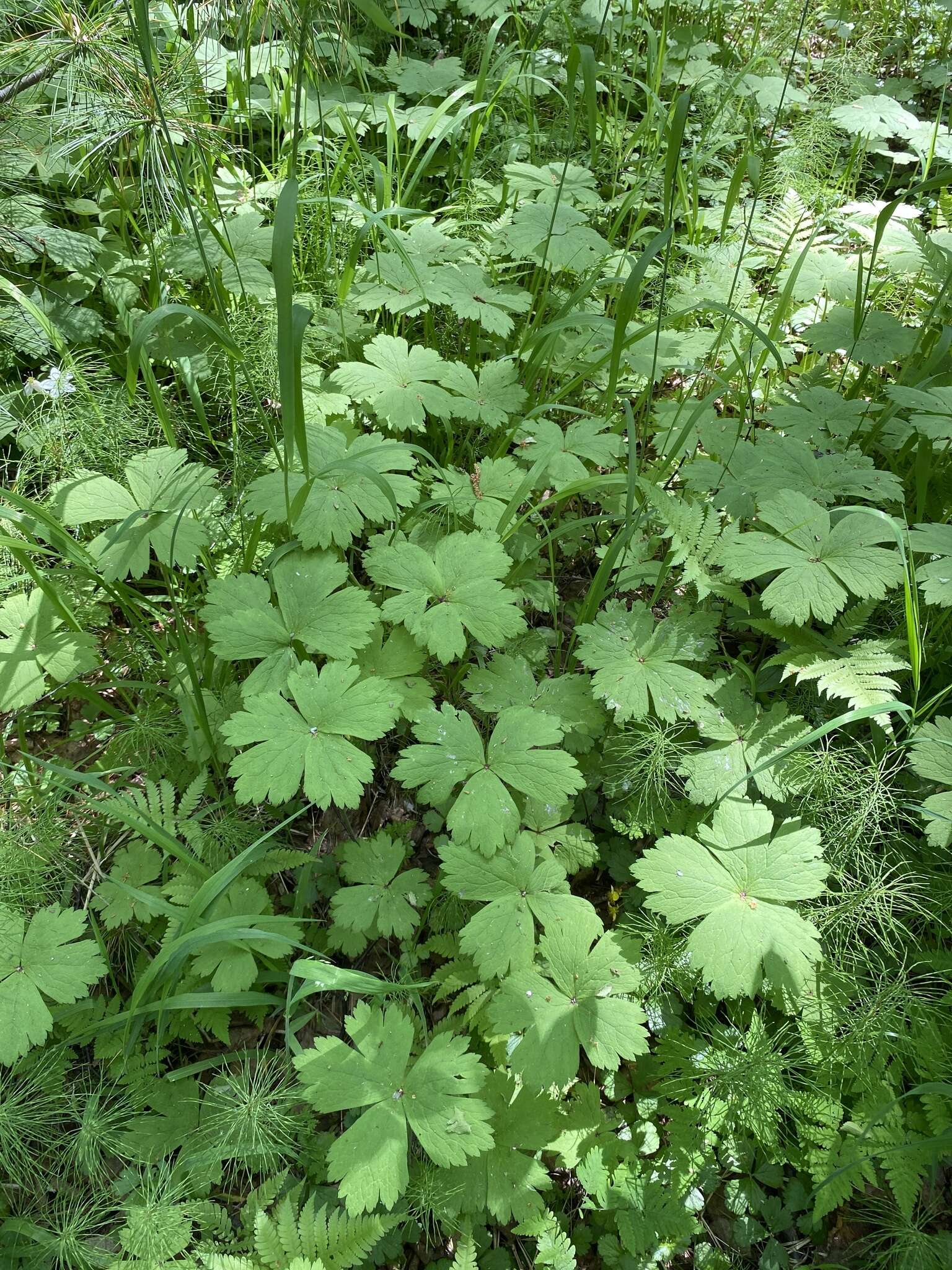 Plancia ëd Anemonastrum baicalense (Turcz.) Mosyakin