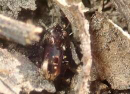 Image of Big-Eyed Bronze Beetle