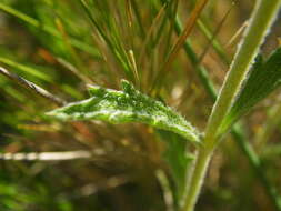 Image de Sideritis fruticulosa Pourr.