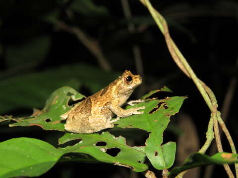 Image of Dendropsophus kamagarini Rivadeneira, Venegas & Ron 2018