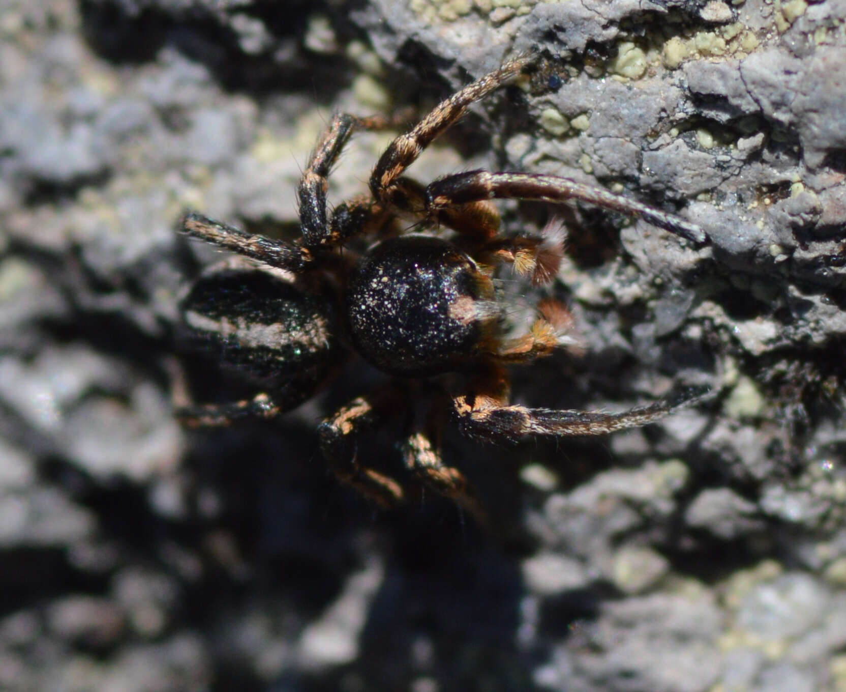 Image of Habronattus kubai (Griswold 1979)