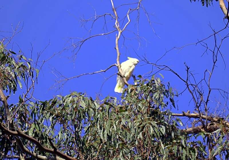 Image of Cacatua galerita galerita (Latham 1790)