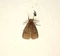 Image of Laelia exclamationis Kollar 1848