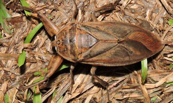 Image of Lethocerus insulanus (Montandon 1898)