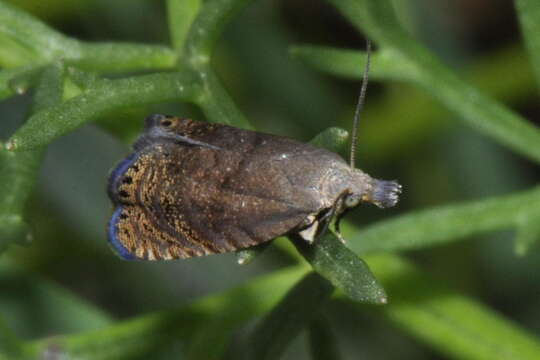 Image of Dichrorampha plumbana Scopoli 1763