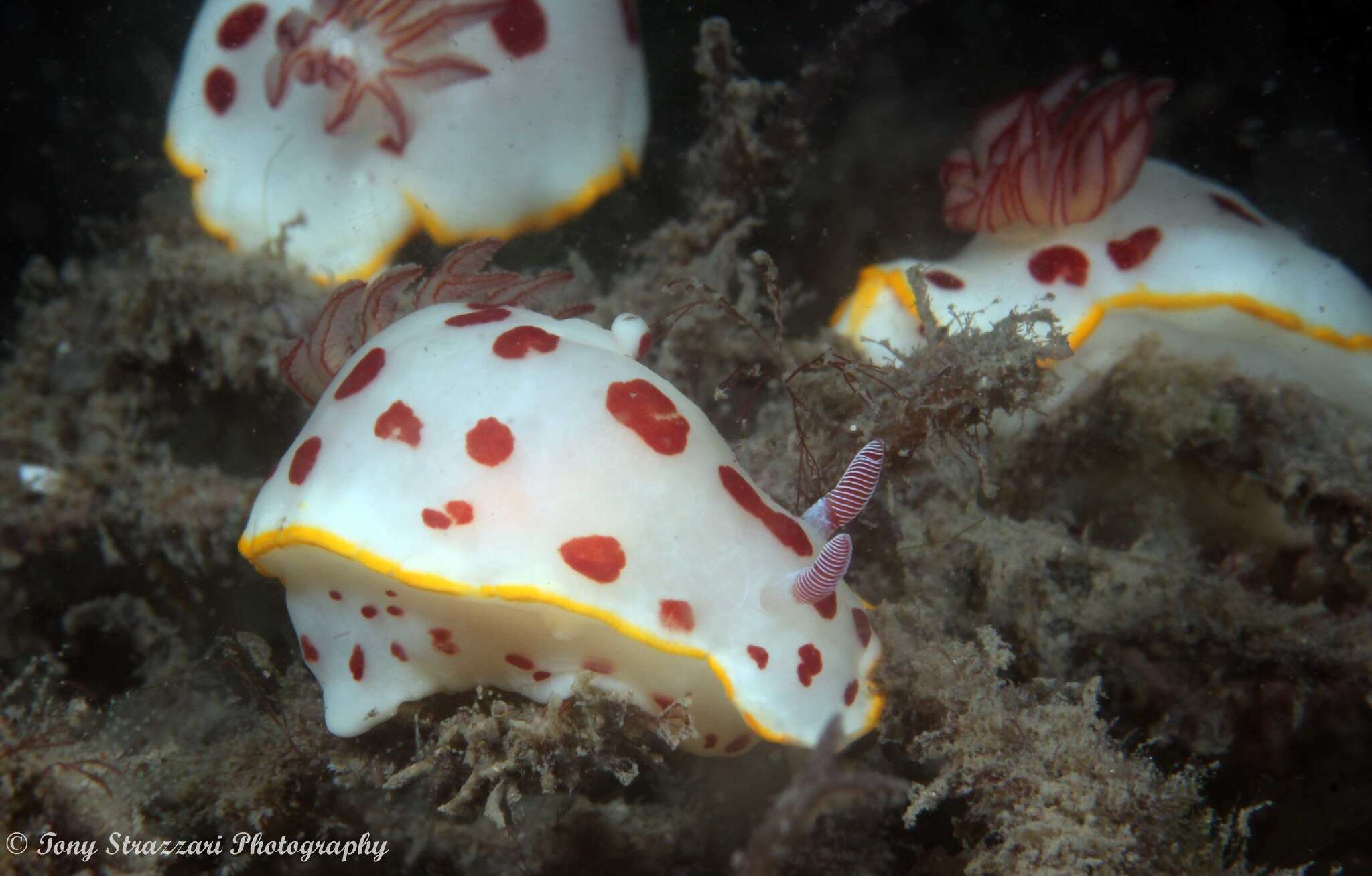 Image de Goniobranchus splendidus (Angas 1864)