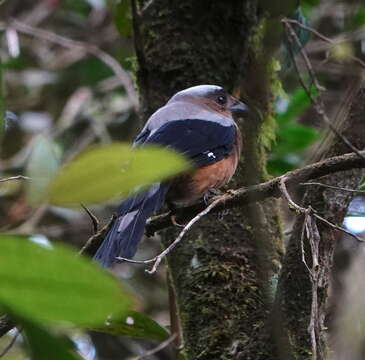 Image of Bornean Treepie