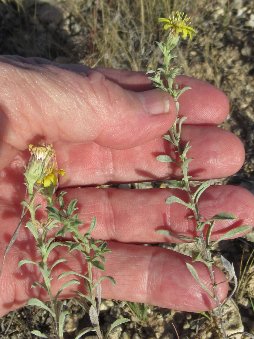 Image of hoary false goldenaster