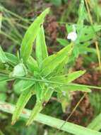 Image of Downy Willowherb