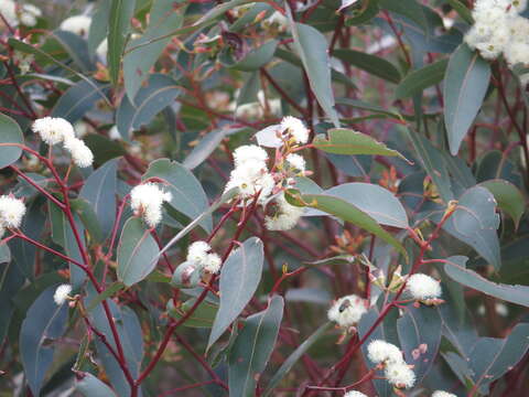 Image of Eucalyptus marginata subsp. marginata