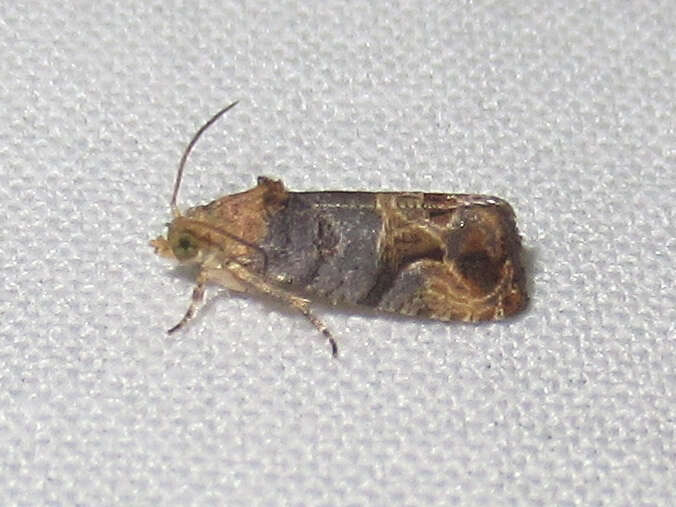 Image of Grape Berry Moth