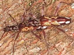 Image of Coptocercus biguttatus (Donovan 1805)