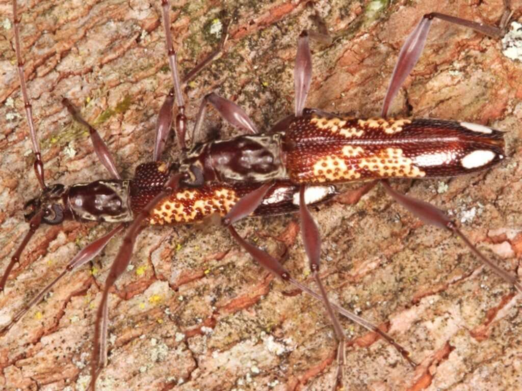 Image of Coptocercus biguttatus (Donovan 1805)