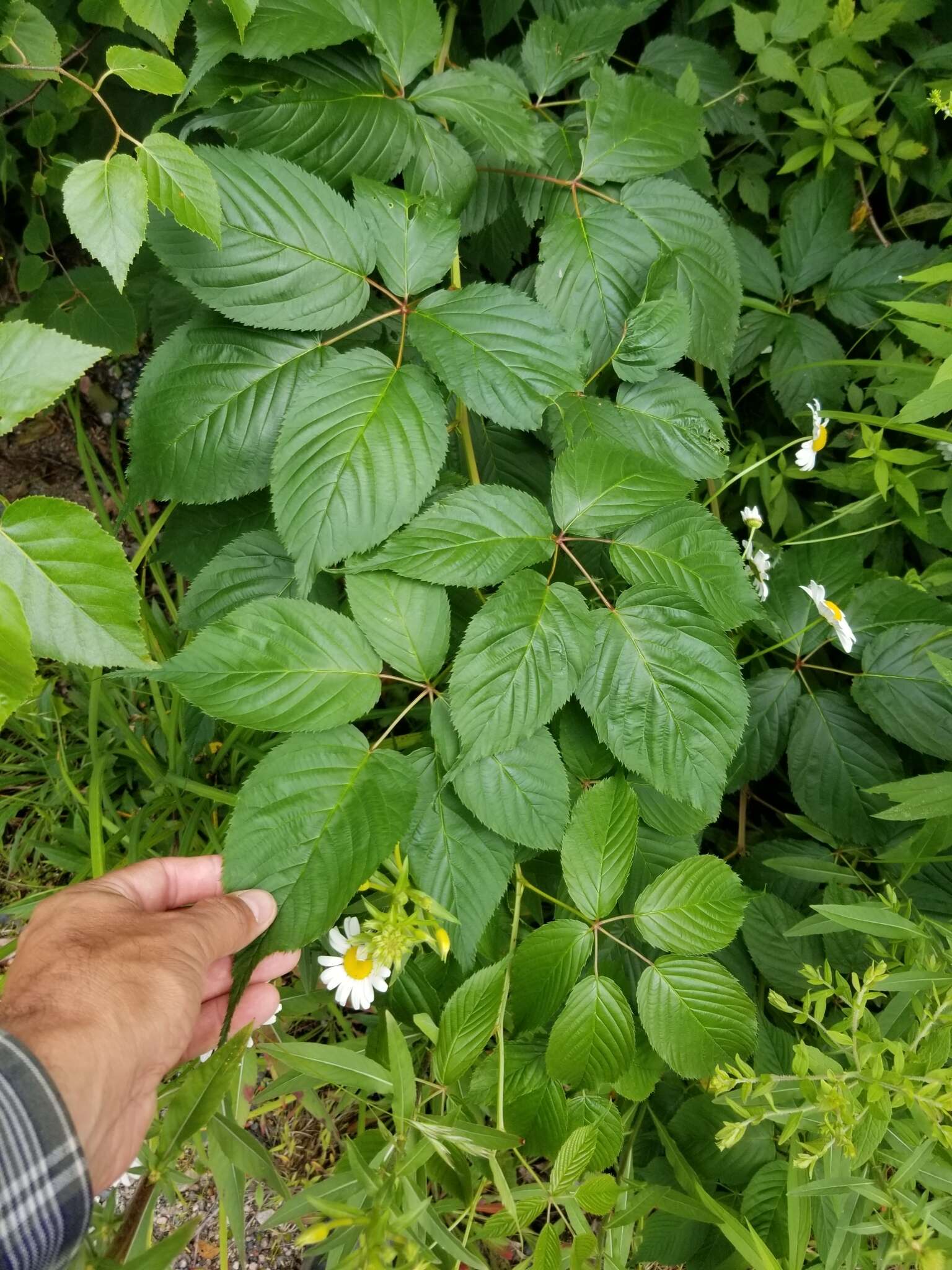 Image of smooth blackberry