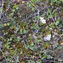 Image of Saxifraga dichotoma Willd. ex Sternb.