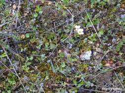 Image of Saxifraga dichotoma Willd. ex Sternb.