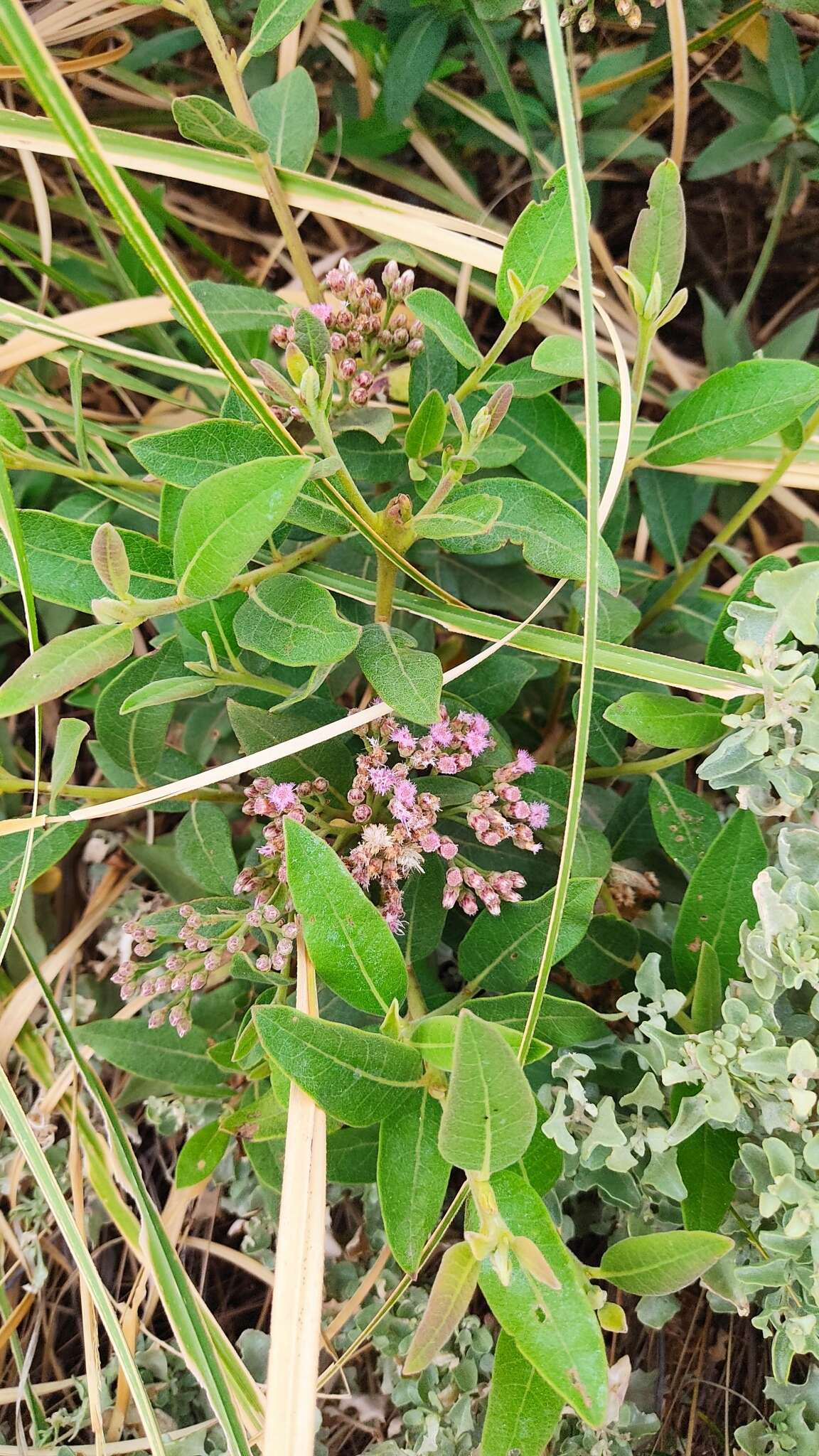 Image of Tessaria fastigiata (Griseb.) A. L. Cabrera