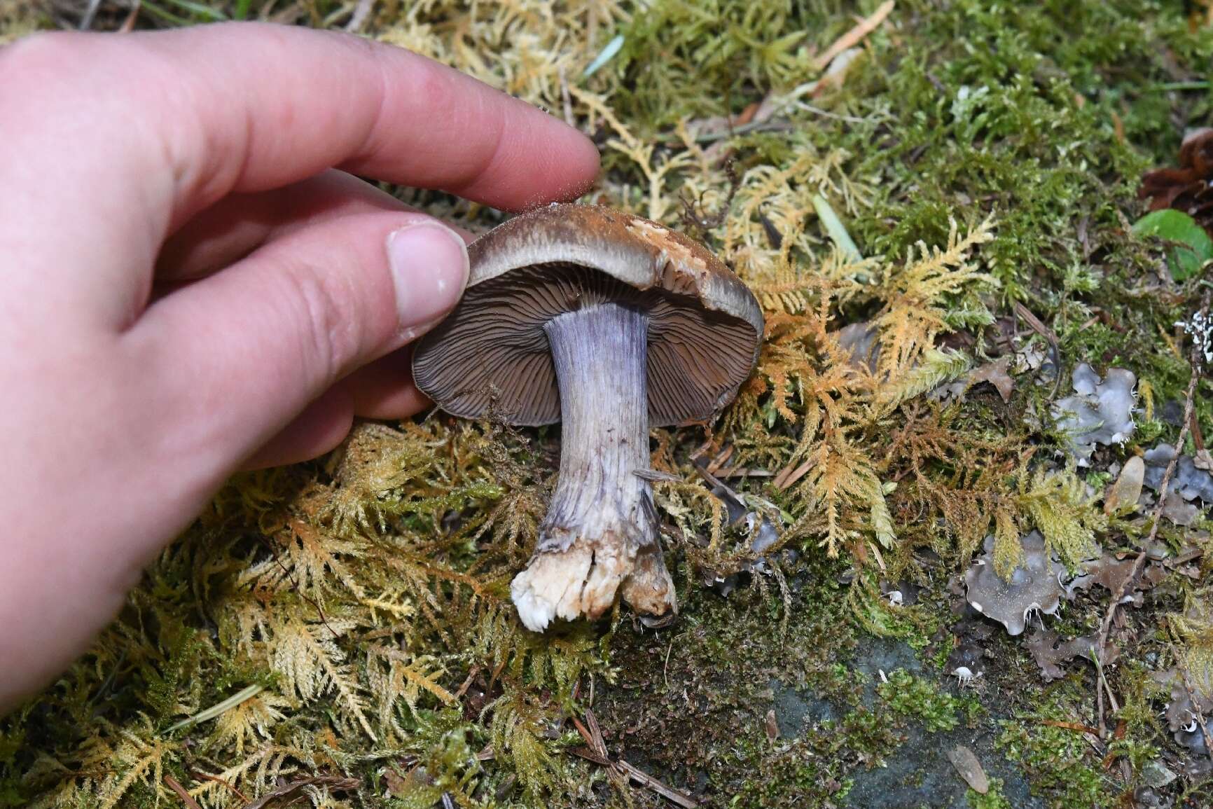 Image of Cortinarius subolivascens A. H. Sm. 1944