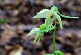 Image of Epipactis leptochila subsp. leptochila