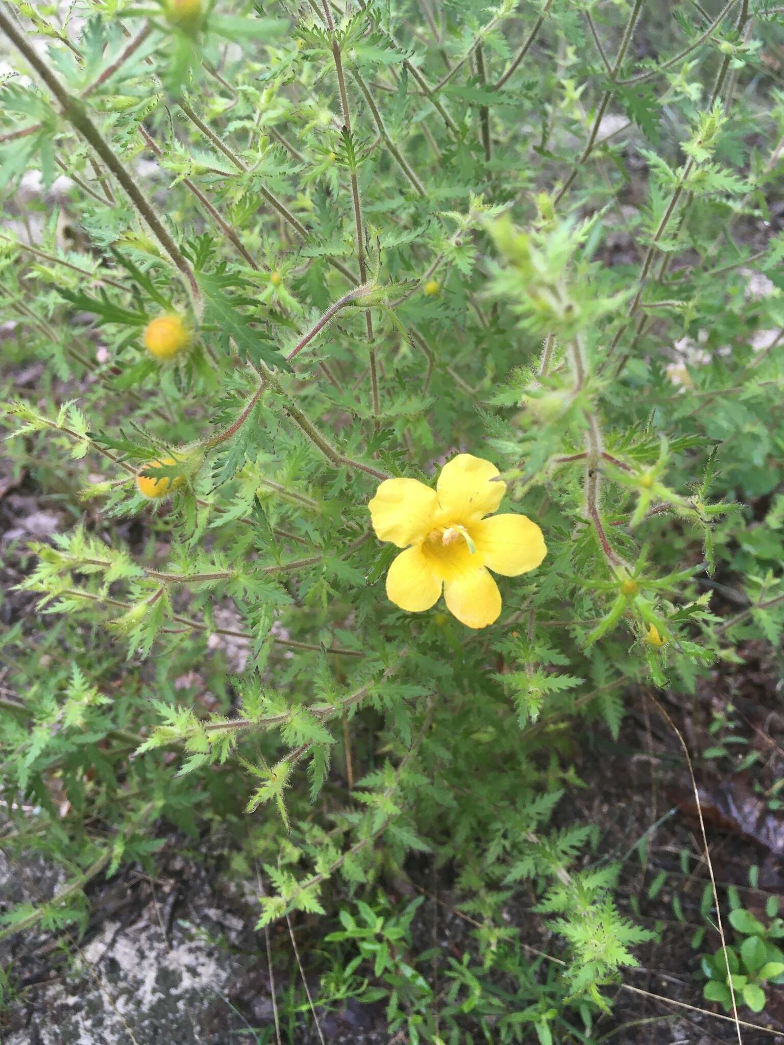 Image of combleaf yellow false foxglove