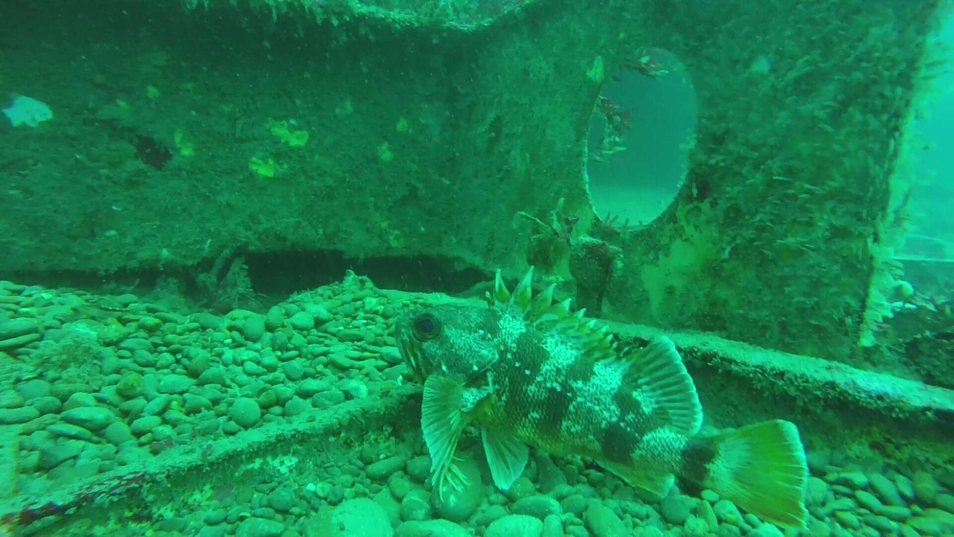 Image of Red gurnard perch