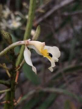 Image of Epidendrum bracteolatum C. Presl