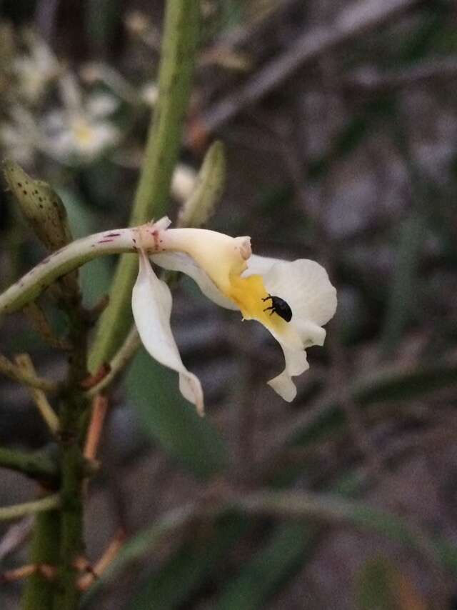 Imagem de Epidendrum bracteolatum C. Presl