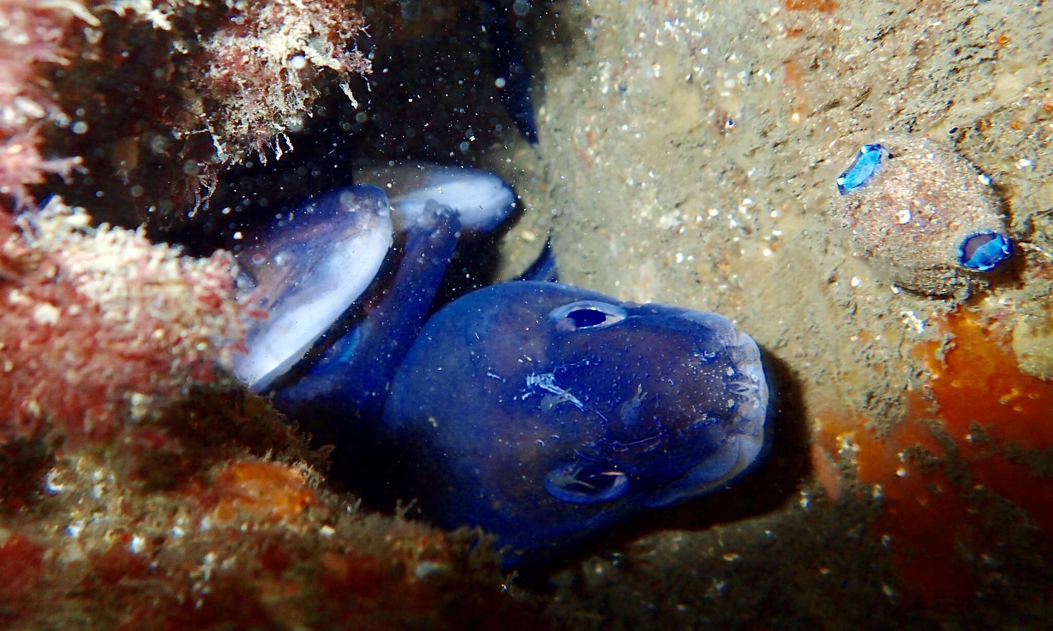 Image of Cape conger