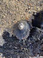 Image of black limpet